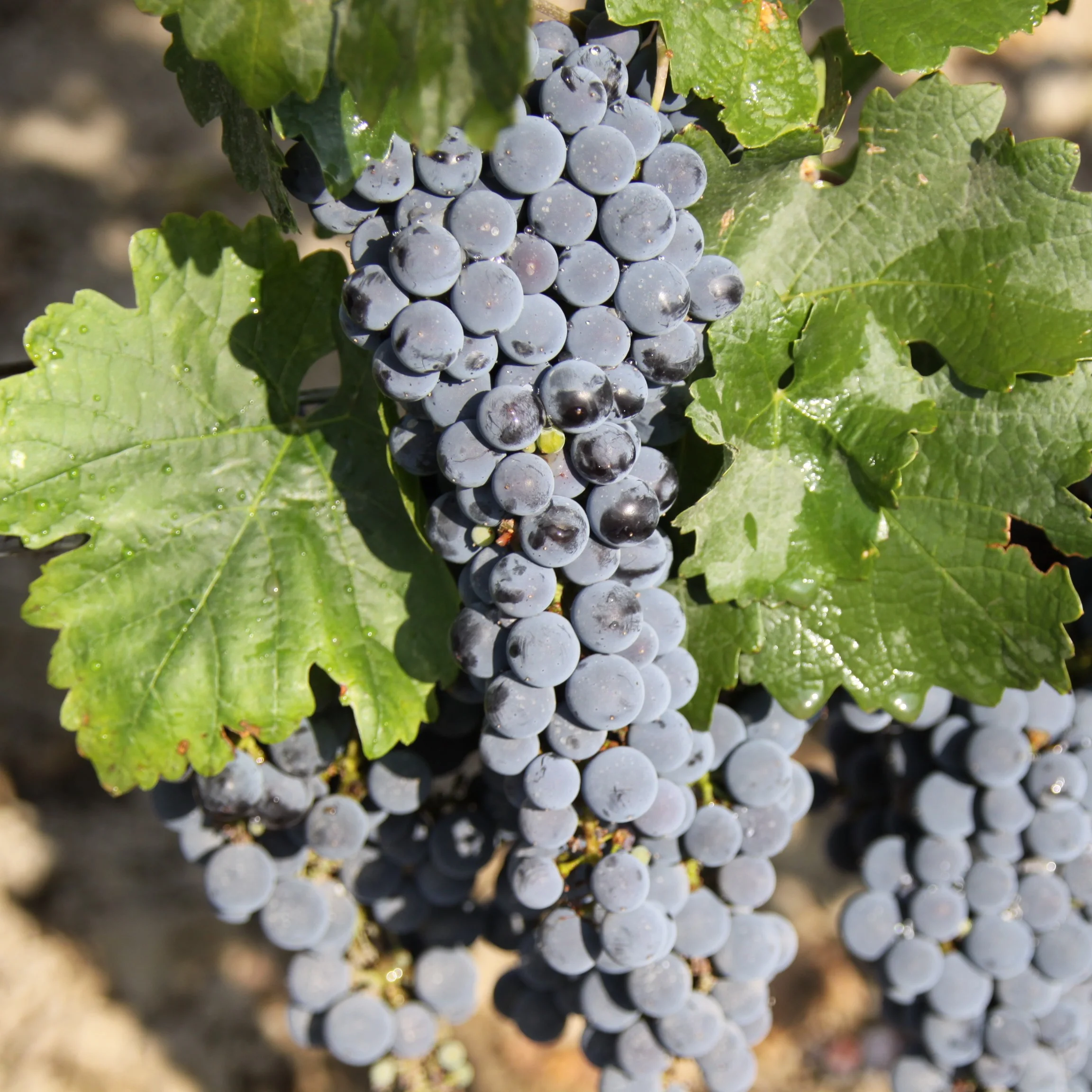 喝酒前吃什么不容易喝醉？6种解酒方法！送给爱喝酒的人