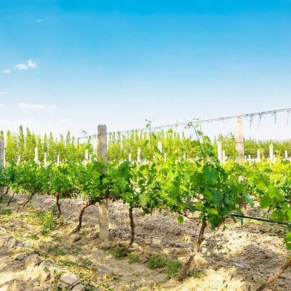 共建“一带、一路”十年 “宁夏故事”正精彩